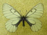 EXoV`E