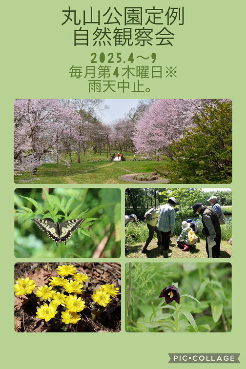 丸山公園定例自然観察会2025